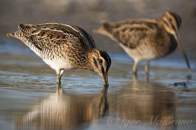 Beccaccino (Gallinago gallinago - Common Snipe)