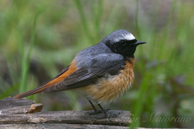 Codirosso (Phoenicurus phoenicurus - Common Redstart)
