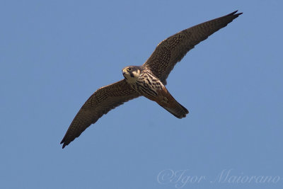 Lodolaio (Falco subbuteo - Hobby)