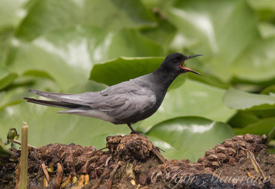 Mignattino comune (Chlidonias niger - Black Tern)