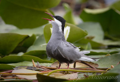 Mignattino piombato (Chlidonias Hybrida - Whiskered Tern)