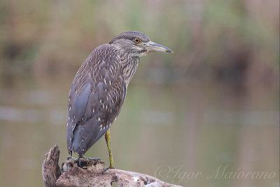 Nitticora (Nycticorax nycticorax - Night Heron)