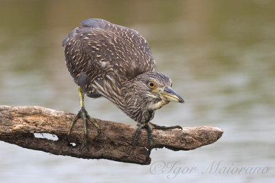 Nitticora (Nycticorax nycticorax - Night Heron)