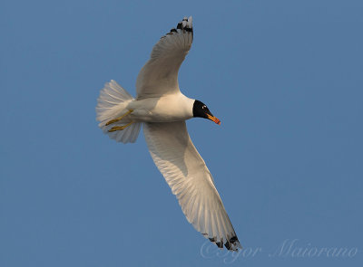 Gabbiano di Pallas (Ichthyaetus ichthyaetus - Pallas's gulls)