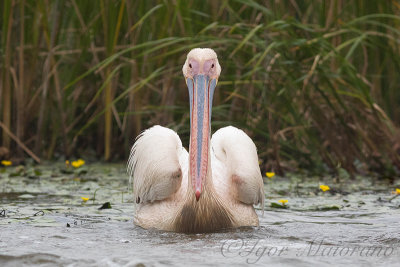 Pellicani (Pelecanus onocrotalus - White Pelican)
