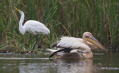 Pellicano bianco (Pelecanus onocrotalus - White Pelican)