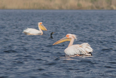 Pellicano (Pelecanus onocrotalus - White Pelican)