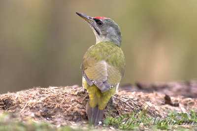 Picchio cenerino (Picus canus - Grey-headed Woodpecker)