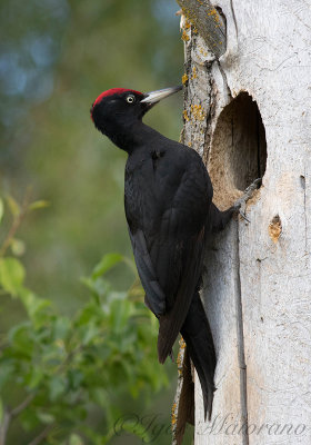 Picchio nero (Dryocopus martius - Black Woodpecker)