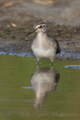 Piro piro boschereccio (Tringa glareola - Wood Sandpiper)