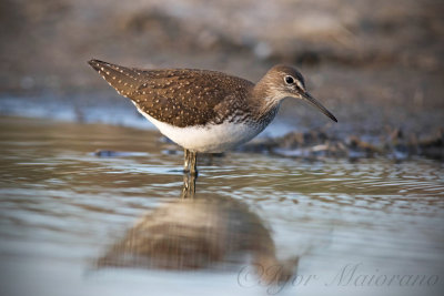 PIro piro culbianco (Tringa Ochropus - Green Sandpiper)