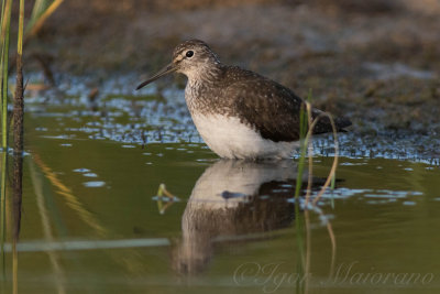 Piro piro culbianco (Tringa ochropus - Green Sandpiper)