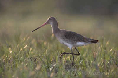 Pittima reale (Limosa limosa - Black-tailed Godwit)