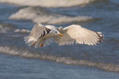 Gabbiano pontico (Larus cachinnans - Caspian Gull)