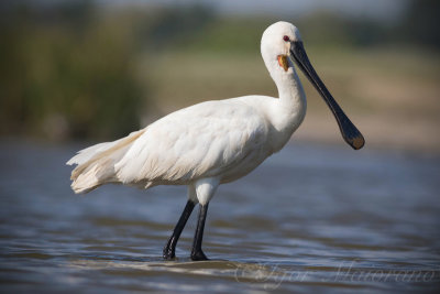 Spatola (Platalea leucorodia - Spoonbill)