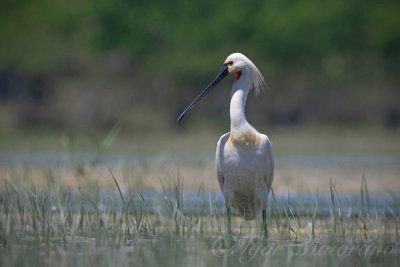 Spatola (Platalea leucorodia - Spoonbill)