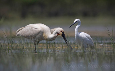 Spatola (Platalea leucorodia - Spoonbill)