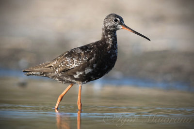 Totano moro (Tringa erythropus - Spotted Redshank)