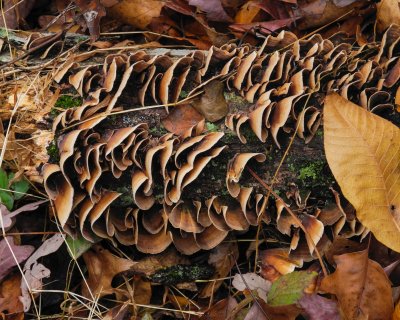 Ellanor C. Lawrence Park Hike