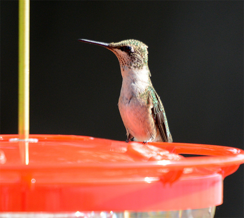 Ruby-throated Hummingbird
