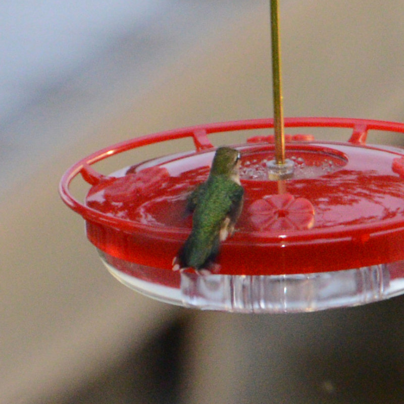 Ruby-throated Hummingbird