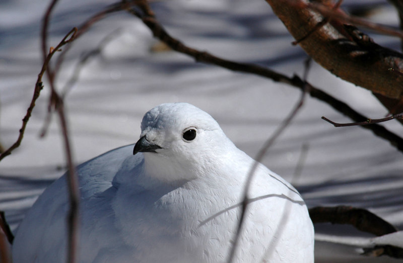 White-tailed Ptarmigan