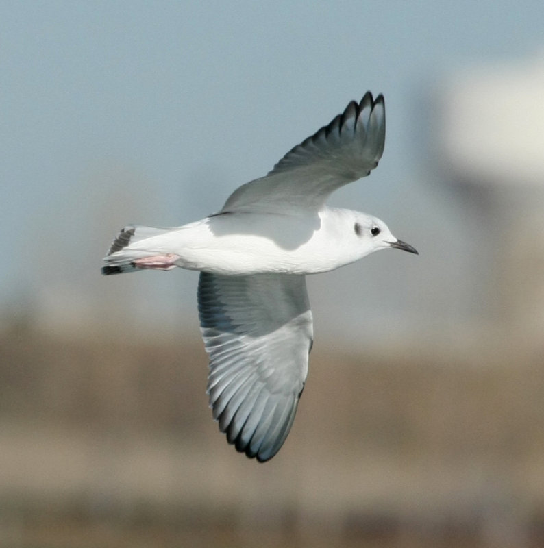 Bonapartes Gull