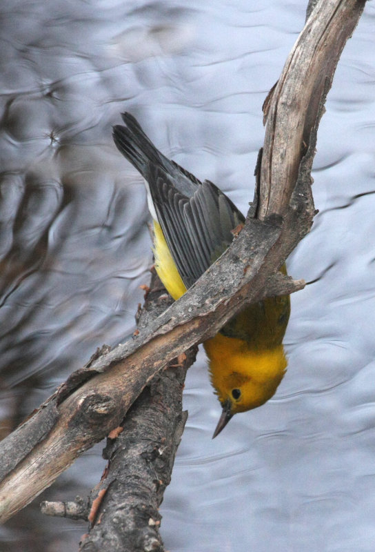 Prothonotary Warbler