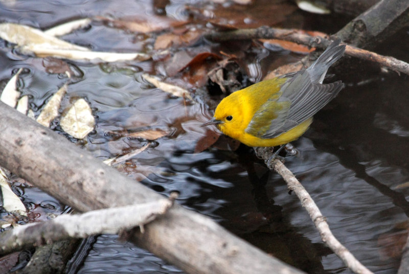 Prothonotary Warbler