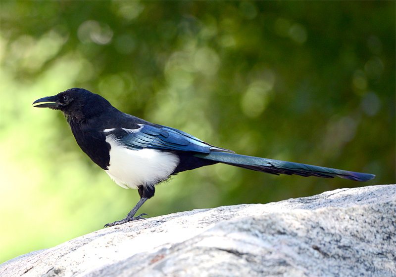 Black-billed Magpie