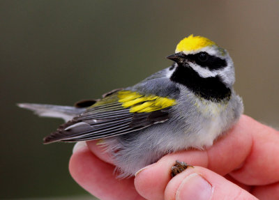 Warblers in Hand