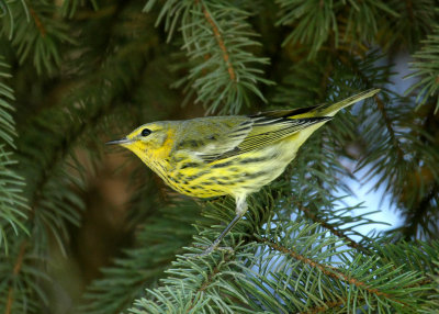 Cape May Warbler 