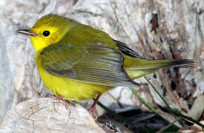 Hooded Warbler