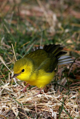 Hooded Warbler