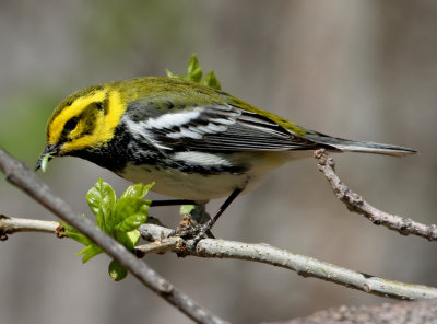 Black-throated Green X Townsend's Warbler
