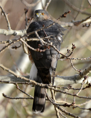 Sharp-shinned Hawk