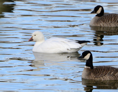 Snow Goose