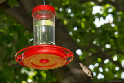 Humming bird coming in to get Tanked Up