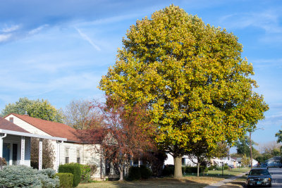 Big tree in front of our house