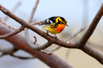 Blackburnian Warbler male on curved branches