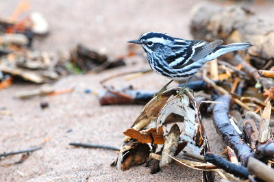 Black-and-white Warbler on beach with birch