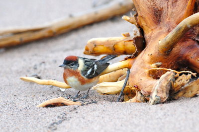 Bay-breasted Warbler on beach with stump
