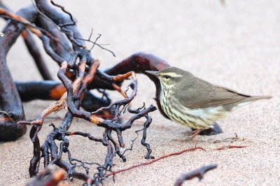 Northern Waterthrush on beach with roots