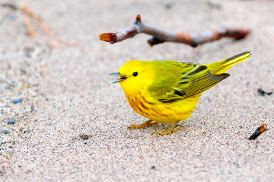 Yellow Warbler male on beach