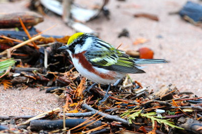 Chestnut-sided Warbler