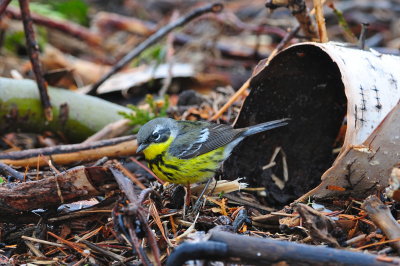 Magnolia Warbler