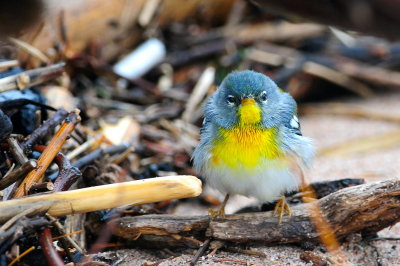 Northern Parula