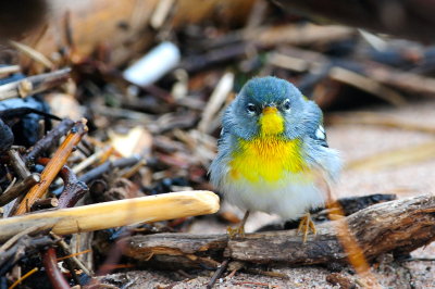 Northern Parula