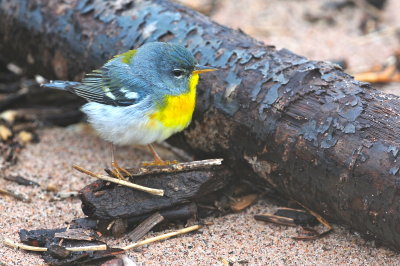 Northern Parula