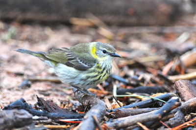 Cape May Warbler